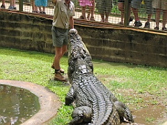 CairnsTC199 Cairns Tropical Zoo